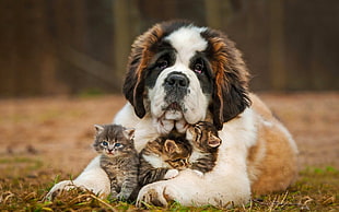 adult brown and white St. Bernard and three silver Tabby kittens