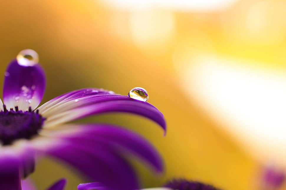 macro photography of purple flower with water drops HD wallpaper