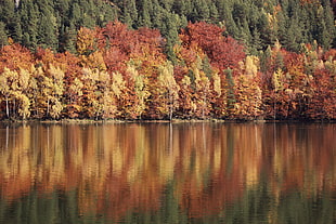 yellow and red leaf trees HD wallpaper