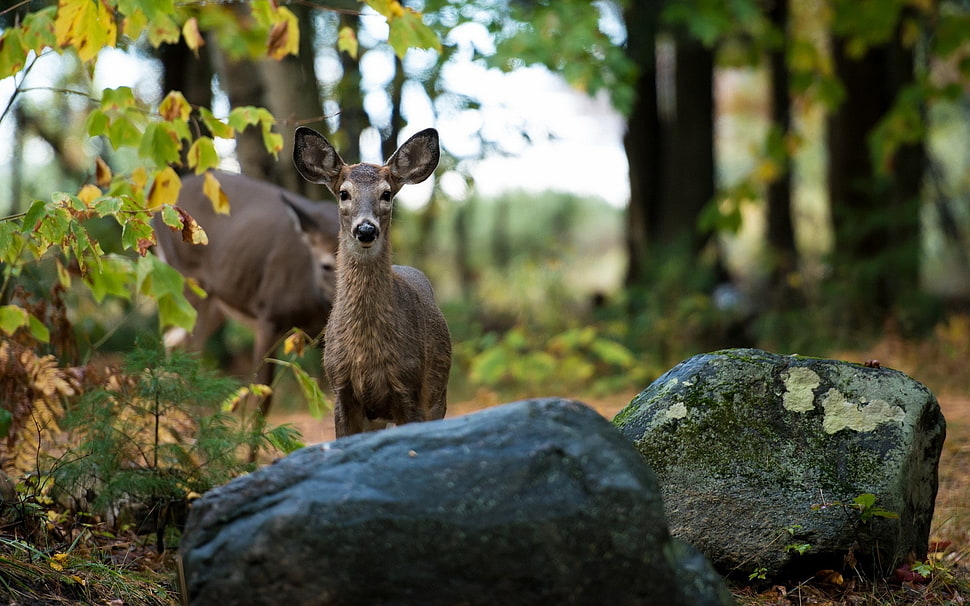 brown doe near two grey rocks and green and yellow leaf plant HD wallpaper
