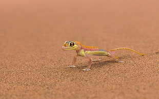 yellow and orange reptile, animals, lizards, reptiles