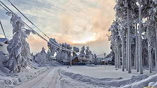 street lamp, winter, landscape, snow, trees