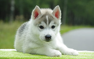 agouti Siberian Husky puppy on focus photo HD wallpaper
