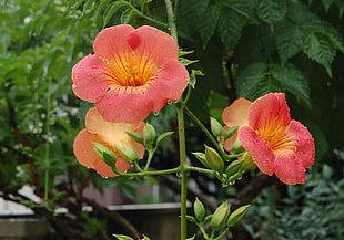 pink clustered flowers during daytime