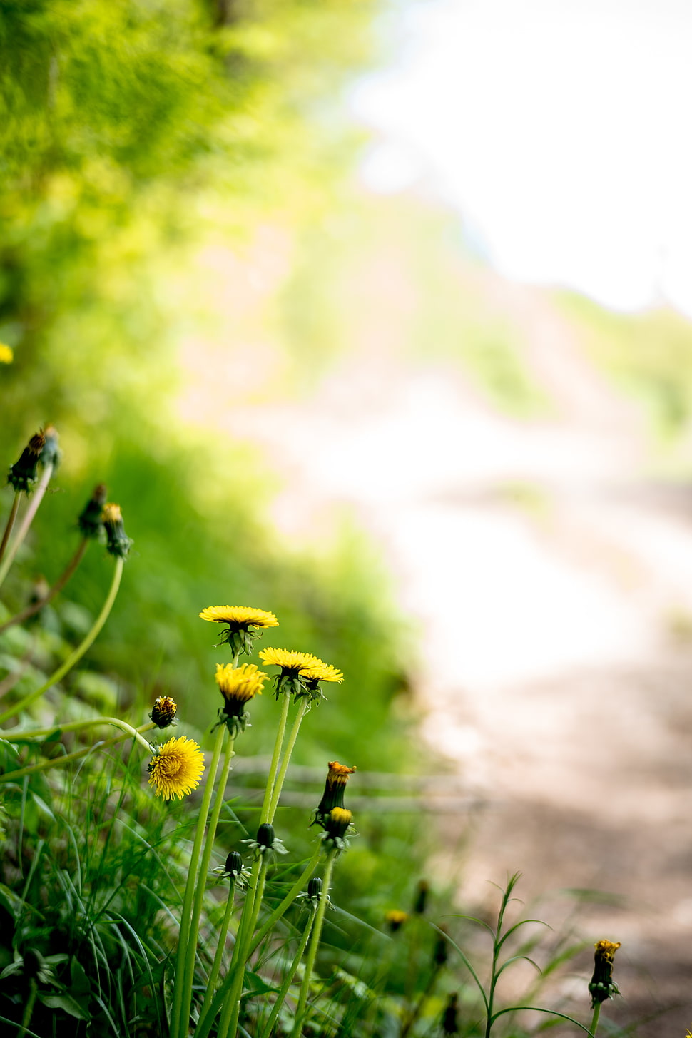 closeup photography of yellow petaled flowers HD wallpaper