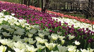 white and purple tulips flowers HD wallpaper