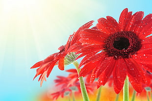 close up photography of red Transvaal Daisy flower