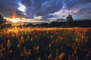 photo of grass field, Russia, landscape, sun rays, field
