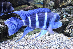 blue and gray cichlid fish