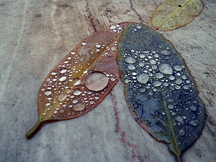 blue and brown leaves with water drops in close-up photography