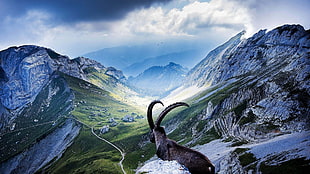 gray goat, nature, landscape, mountains, goats