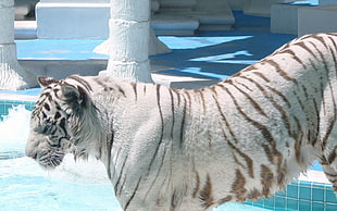 close up photo of white tiger