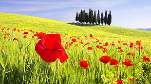 red and green grasses, poppies, landscape, field, flowers