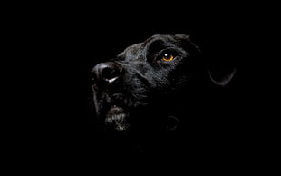 adult chocolate Labrador Retriever digital wallpaper HD wallpaper