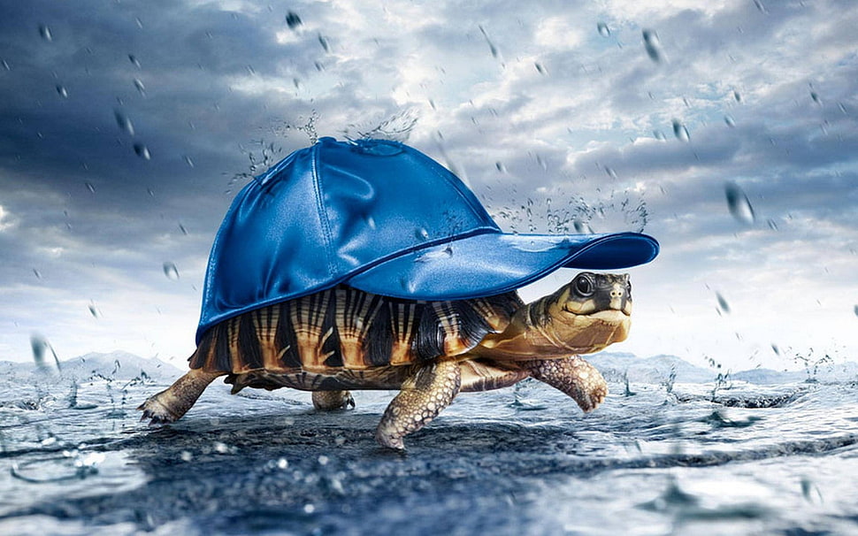 black and brown turtle illustration, artwork, rain, turtle HD wallpaper