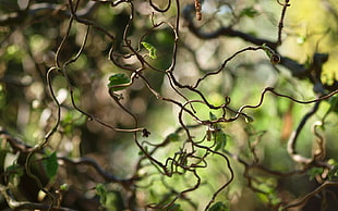 brown vine plant focus photography