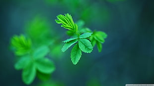 green plant, plants HD wallpaper