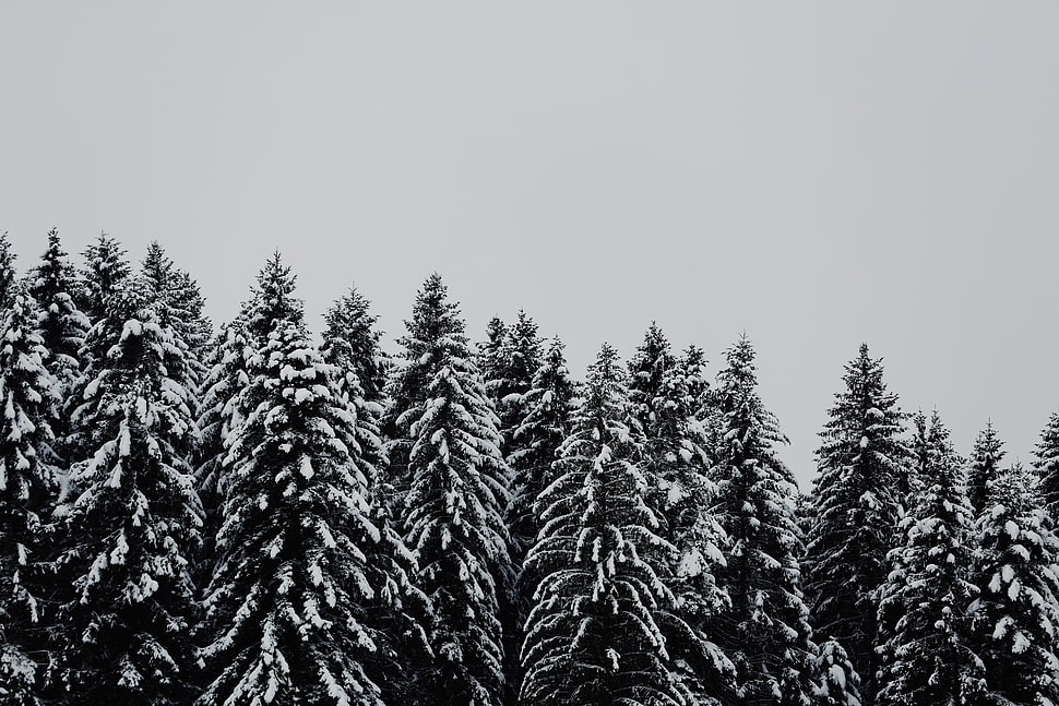 snow covered green leaf trees HD wallpaper