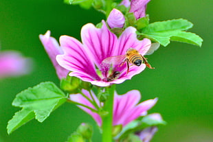 close up photography of honeybee on purple petaled flower, mallow
