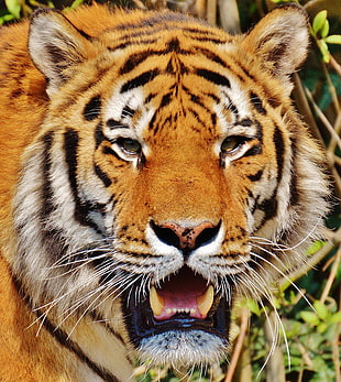 close up photo of tiger HD wallpaper