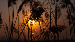 silhouette of grasses, nature, sunlight, sunset, depth of field HD wallpaper