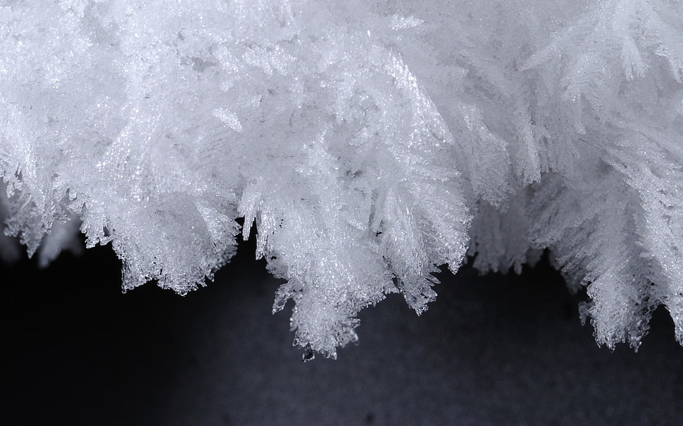 frozen leaves close-up photography HD wallpaper