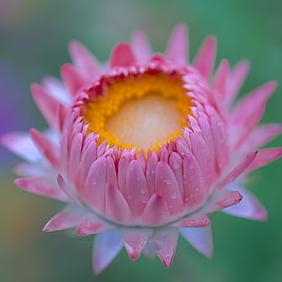 pink petaled flower in closeup shot HD wallpaper