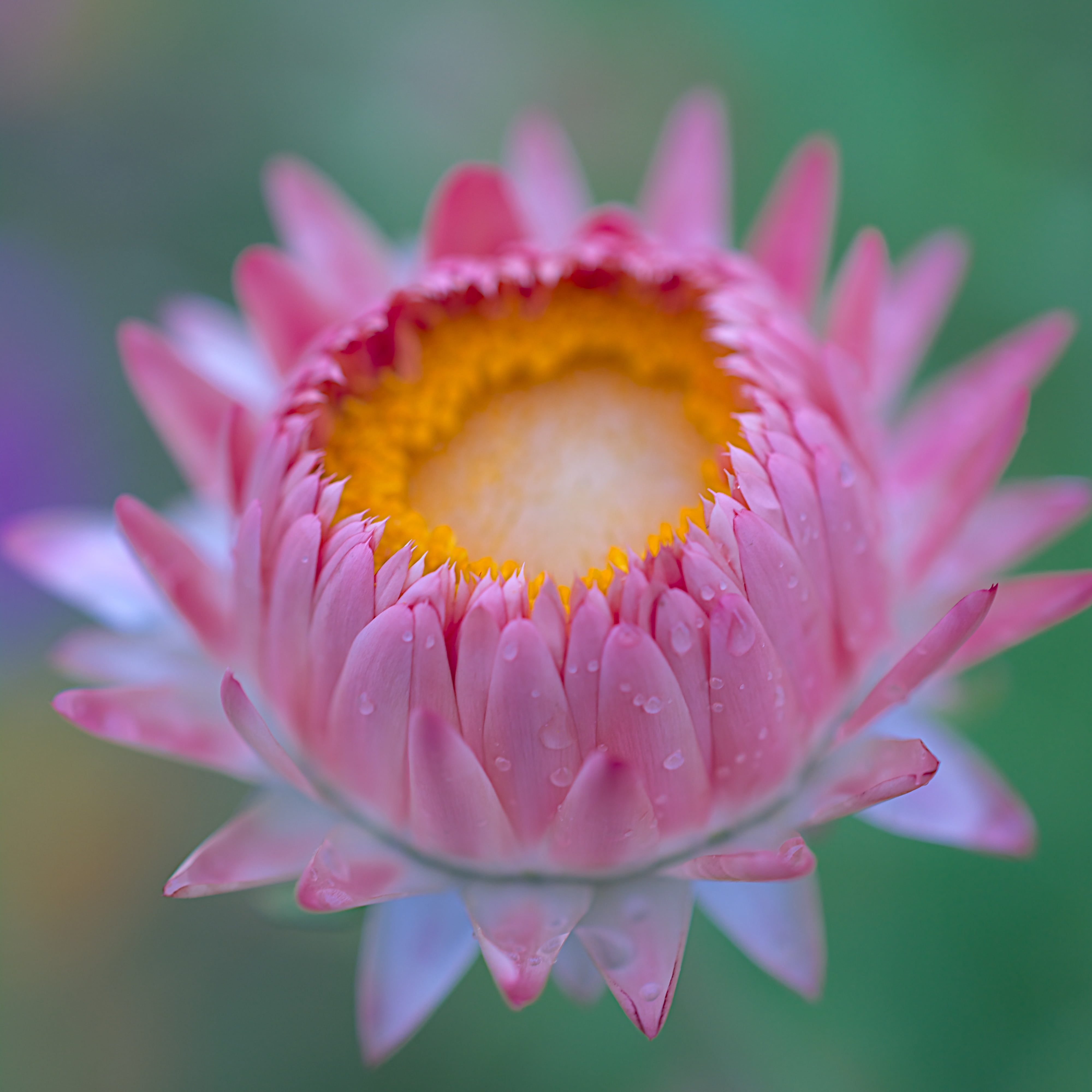 pink petaled flower in closeup shot