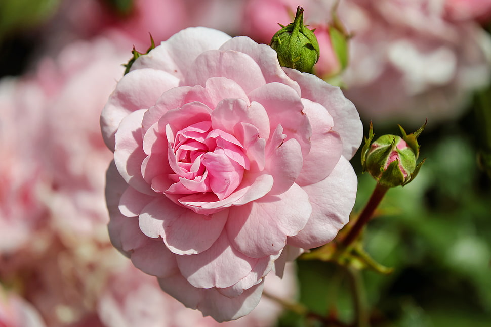 selective focus photography of pink rose HD wallpaper