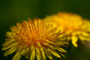 focus photography of yellow Chrysanthemum flowers
