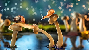 two brown snails, snail, mushroom