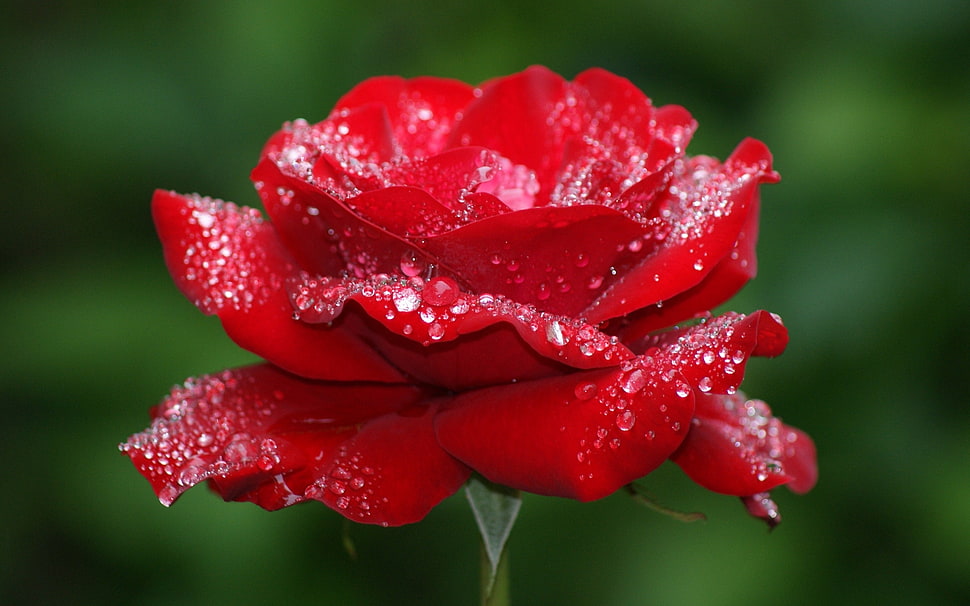 red Rose flower HD wallpaper