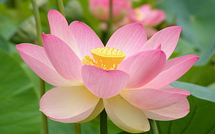 pink flowers with green leaves, nature, flowers, lotus flowers HD wallpaper