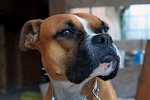 adult brown Boxer in shallow focus photography
