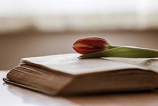 red flower bud on book