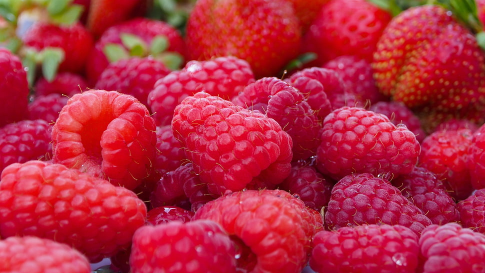 bunch of red cherry fruits HD wallpaper