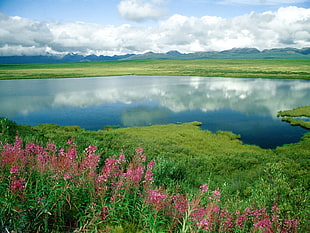 body of water surrounded by grass field