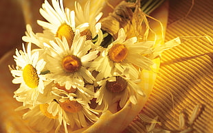 bouquet of sunflower