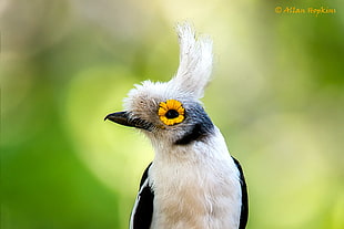 black and white feather bird photo