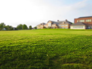 grass, meadow, estate, turf HD wallpaper