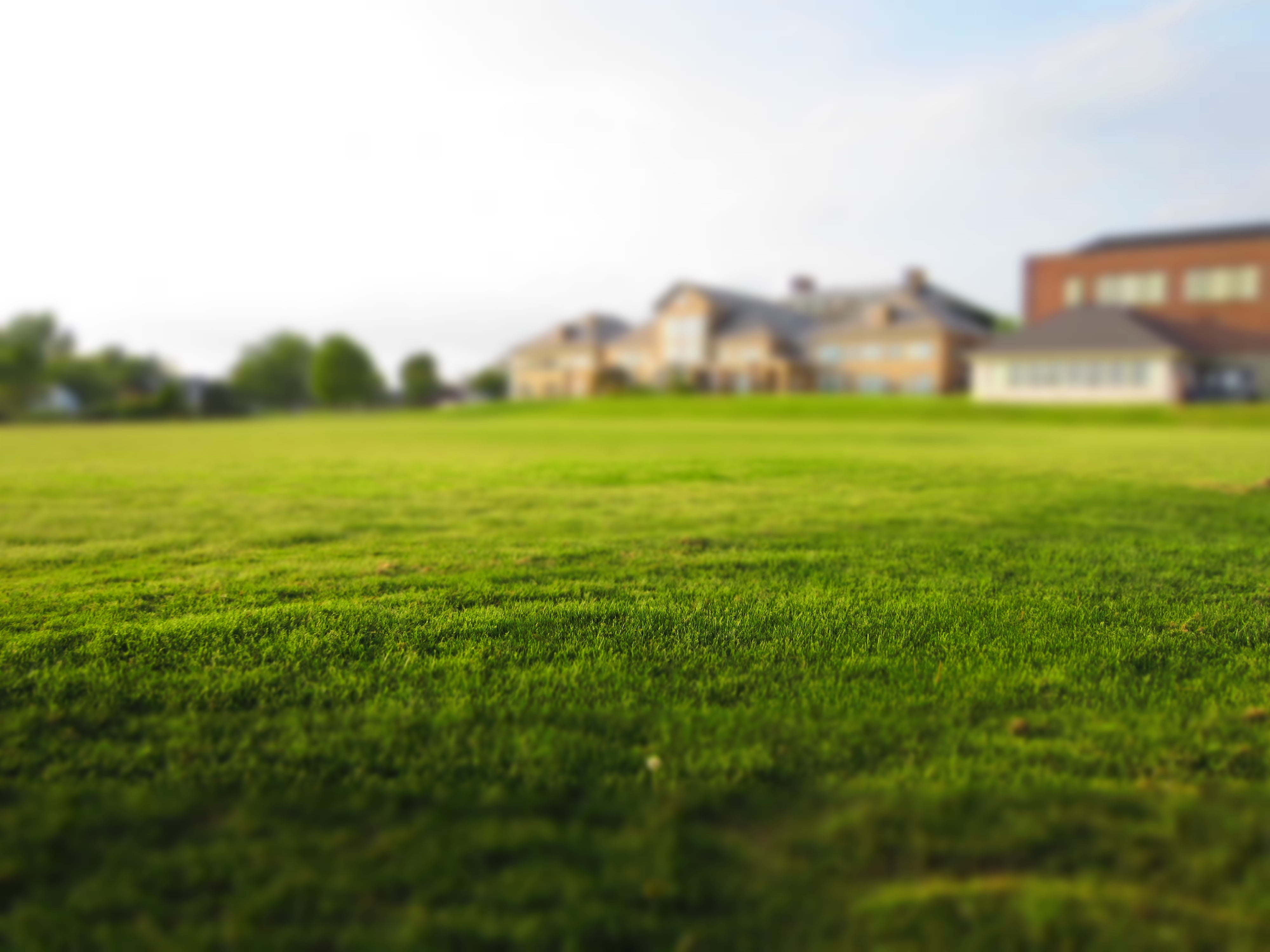 Farm grass. Газон. Трава газон. Земельный участок. На лужайке.