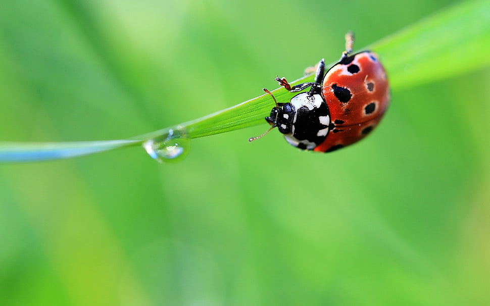 red and black ladybug on green leaf HD wallpaper