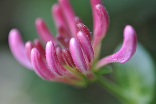 macro photography of pink petaled flower