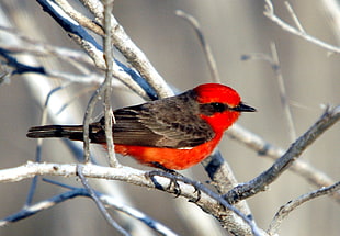 red and black cardinal bird on tree branch during daytime, vermilion flycatcher HD wallpaper