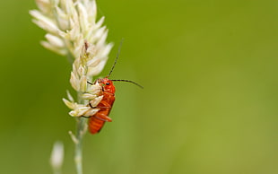 focus photography of orange wing insect on white petaled flower, soldier beetle