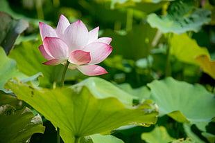 photography of pink flower with green leaves during day time, lotus