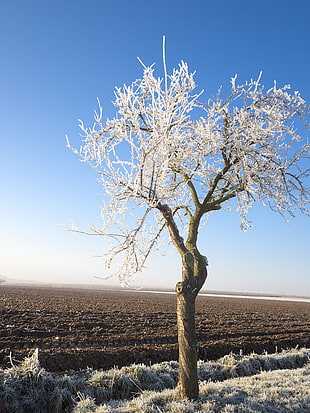 brunch of bare tree covered with snowflakes during daytime