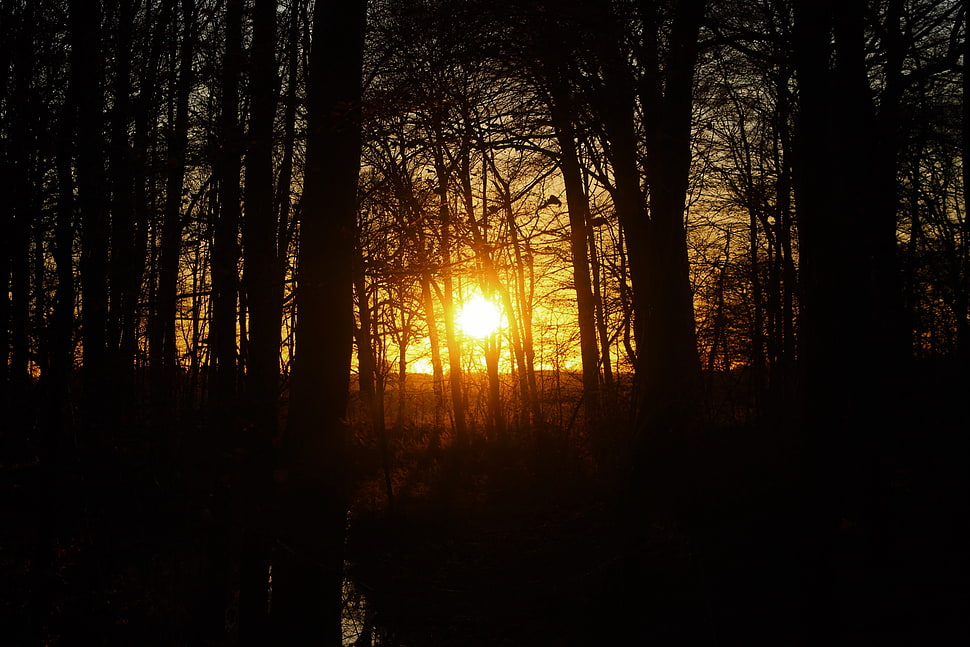 black trees, sunset, nature, forest, tree bark HD wallpaper