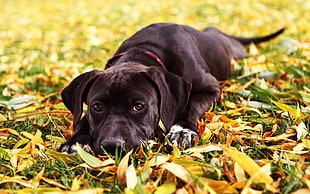 depth of field photo of black labrador retriever lying on yellow leaves
