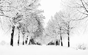 white leafed trees, snow, trees, nature, landscape
